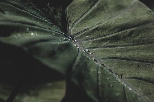 Plant/Flower/Botanical Photoshoot